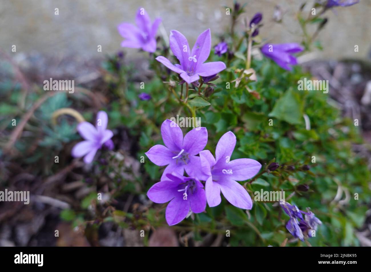 Flowers and fireworks Stock Photo