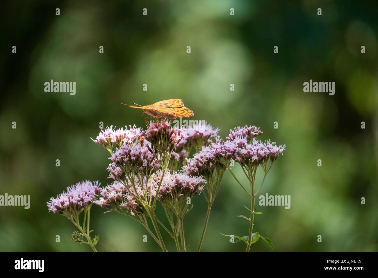 Kaisermantel Schmetterling des Jahres 2022 auf einer Gefleckter Wasserdost Blüte Stock Photo