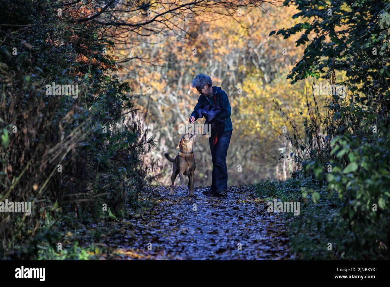 A dog walker on the cycletrack between Bathgate and Blackburn Stock Photo