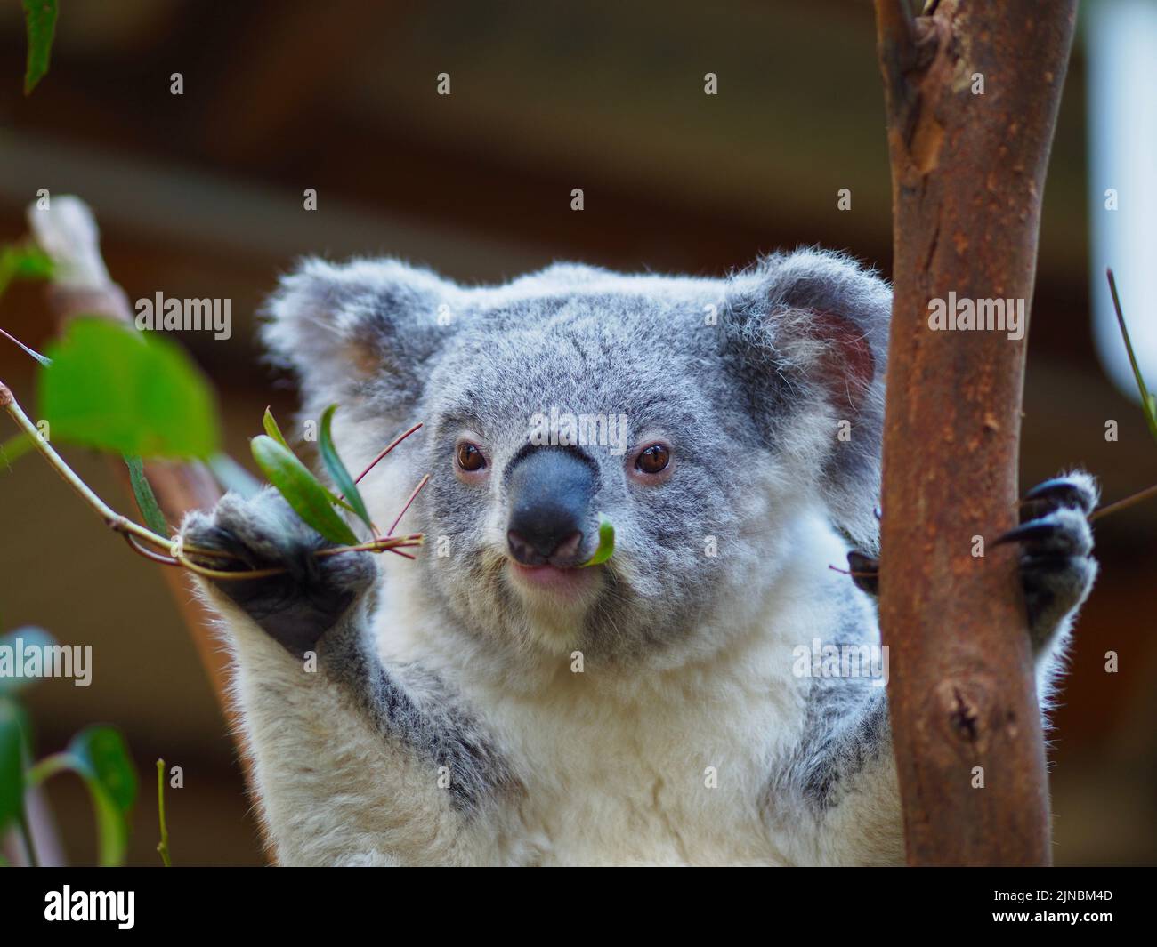 Adorable charming young Koala happily munching Eucalyptus leaves. Stock Photo
