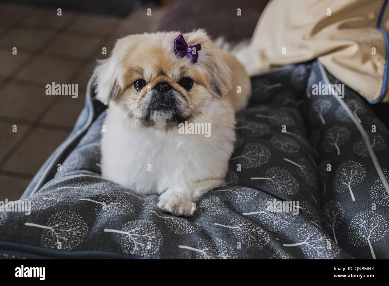 Proud Pekinese with ribbon Stock Photo