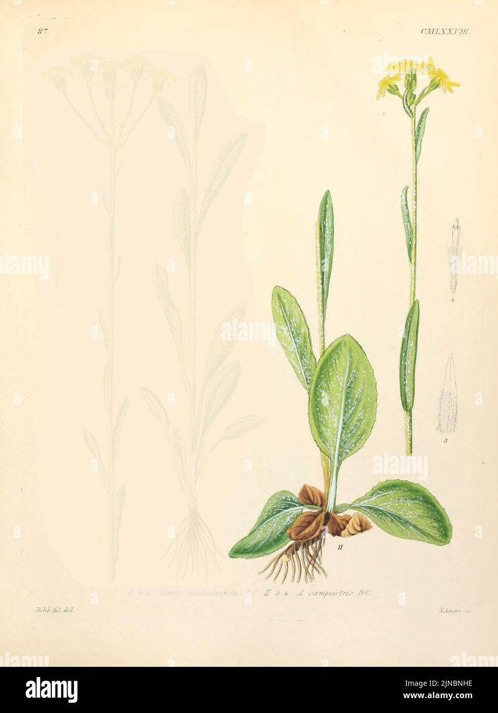 Tephroseris integrifolia Stock Photo
