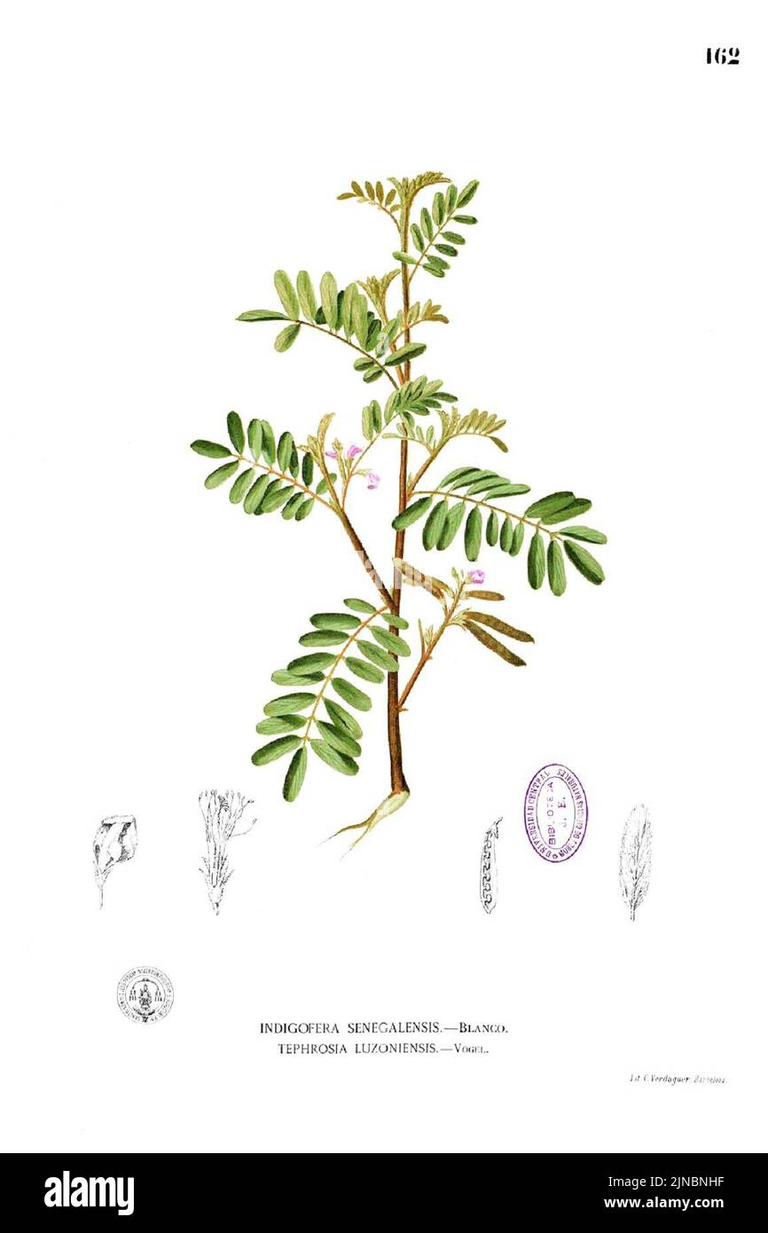 Tephrosia luzoniensis Blanco1.162 Stock Photo