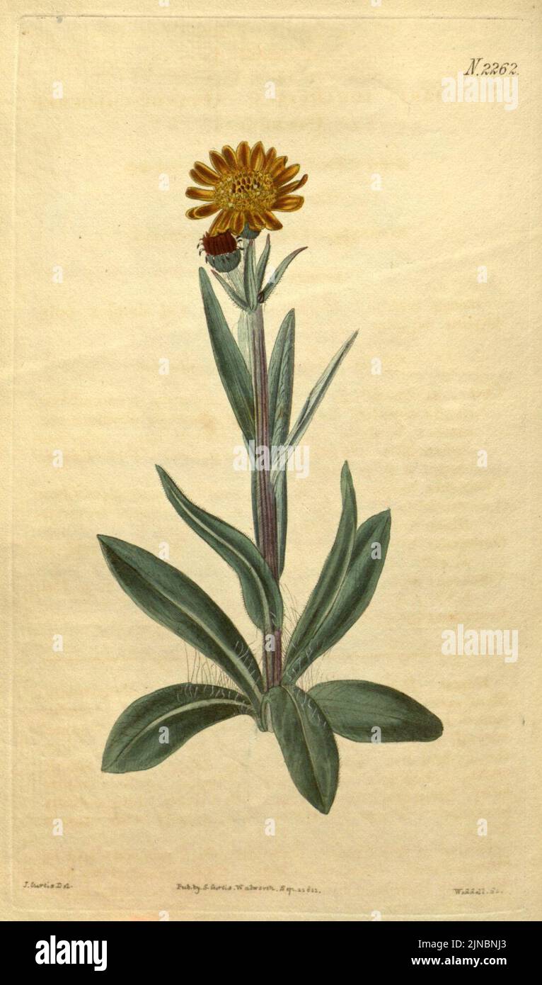 Tephroseris integrifolia ssp aurantiaca Stock Photo