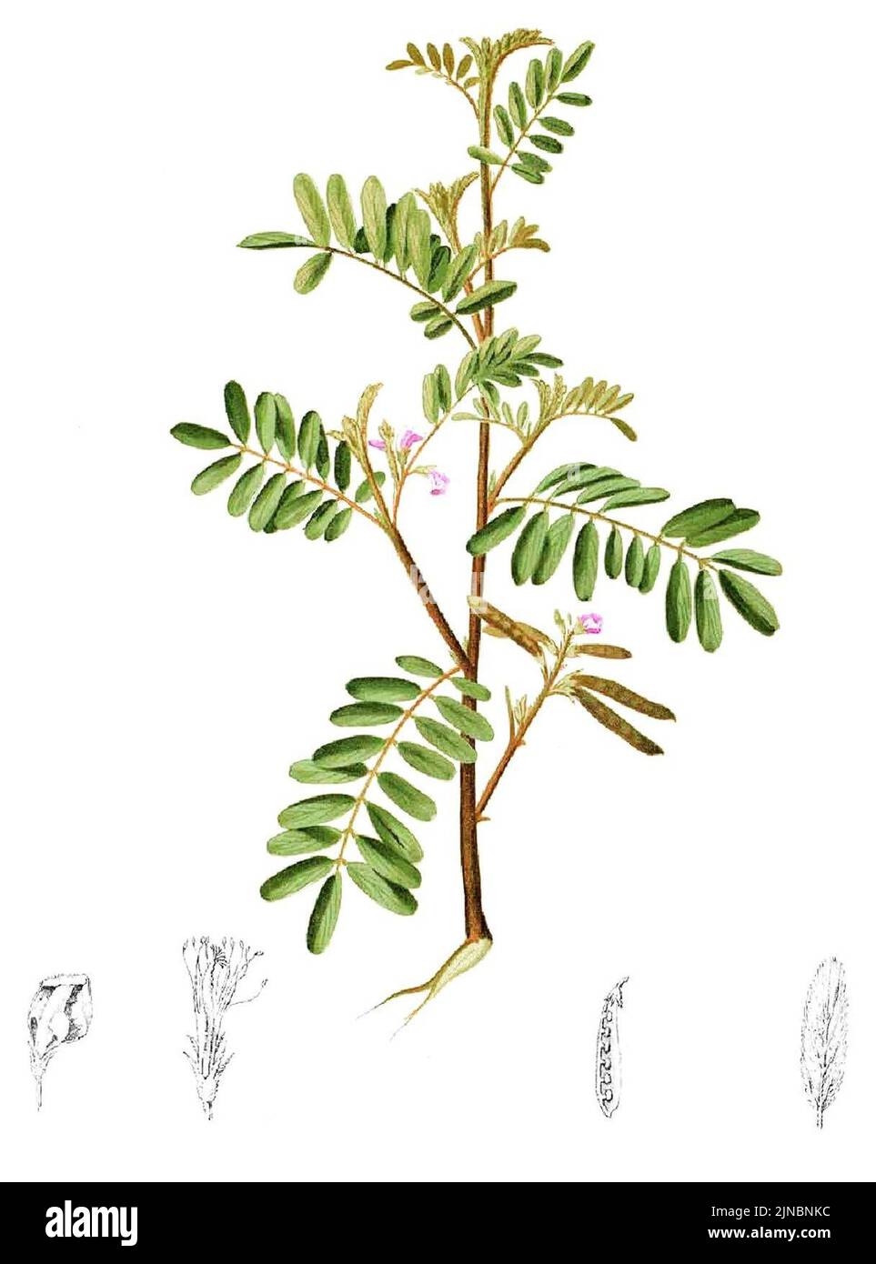 Tephrosia luzoniensis Blanco1.162-cropped Stock Photo