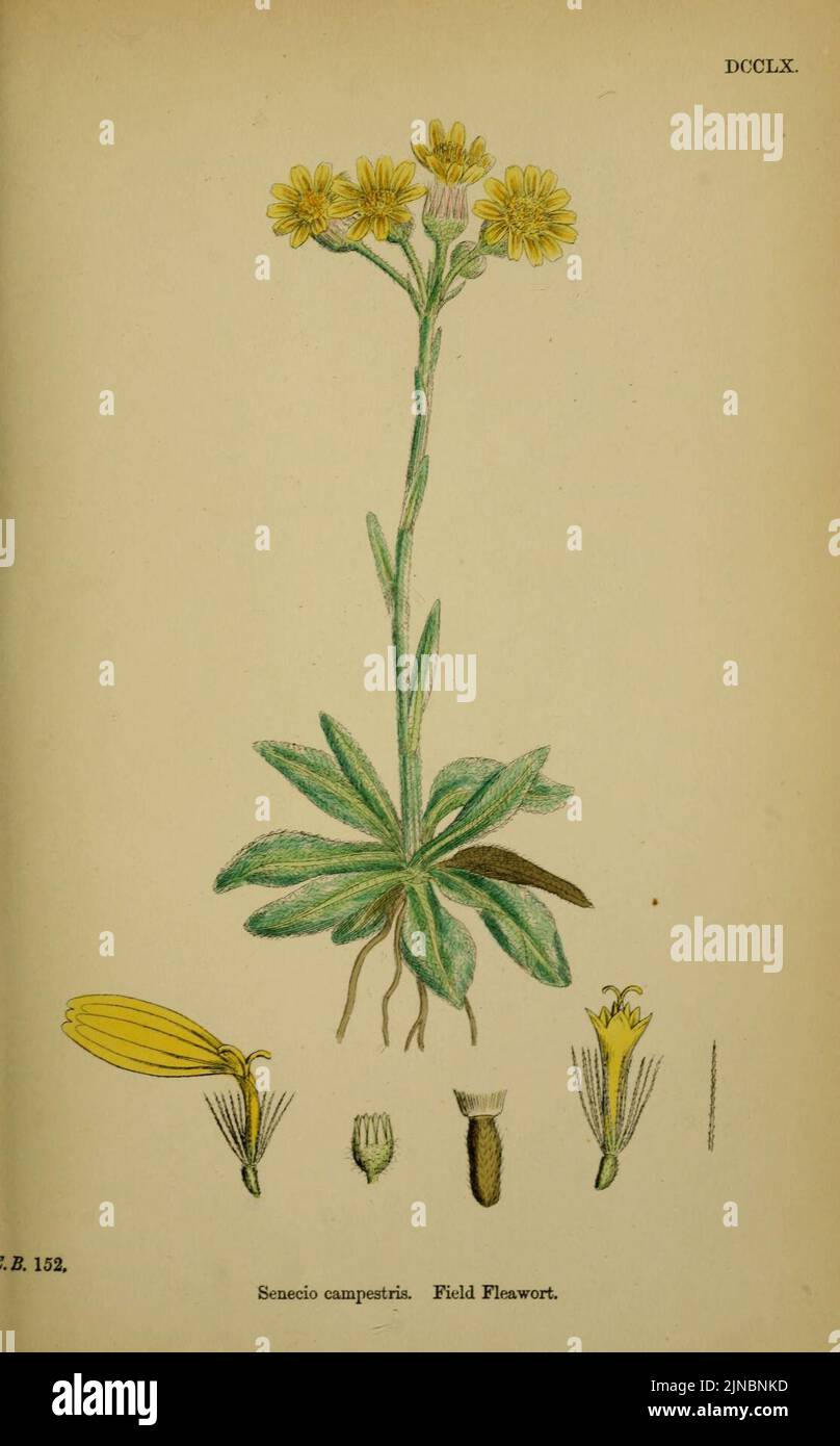 Tephroseris integrifolia ssp integrifolia Stock Photo