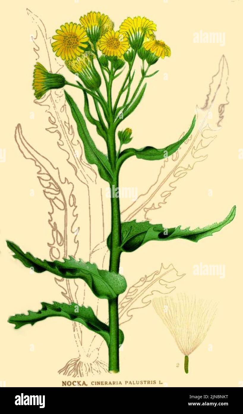 Tephroseris palustris Stock Photo