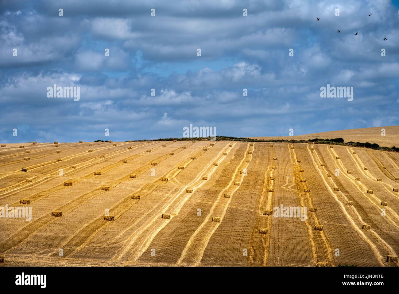 View of a cereal field with square straw bales in the South Downs
