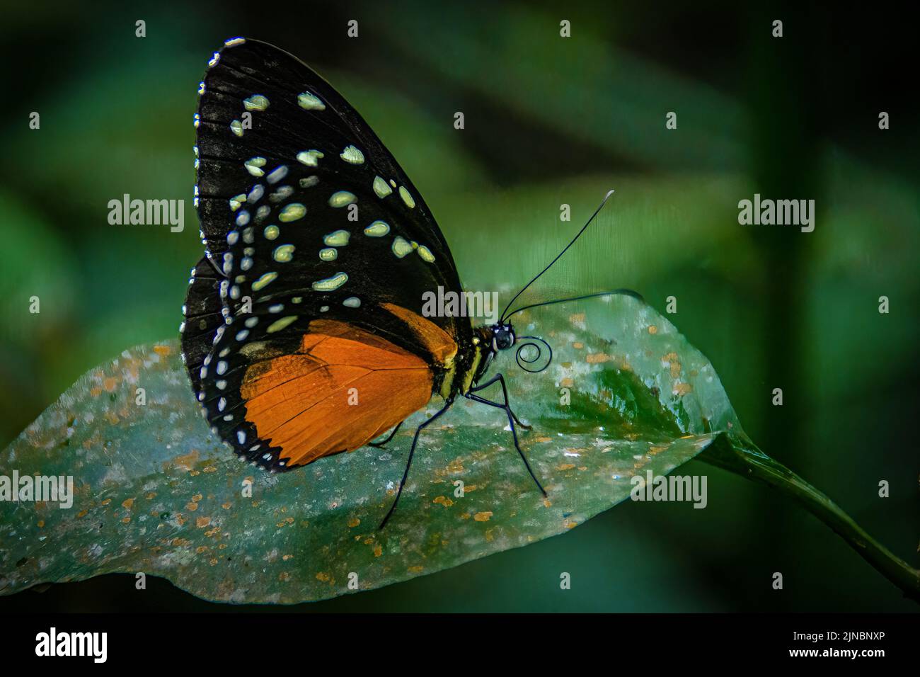 Spring Rains Butterfly Orange Spring Butterfly in rain forest in Costa Rica Stock Photo - Alamy