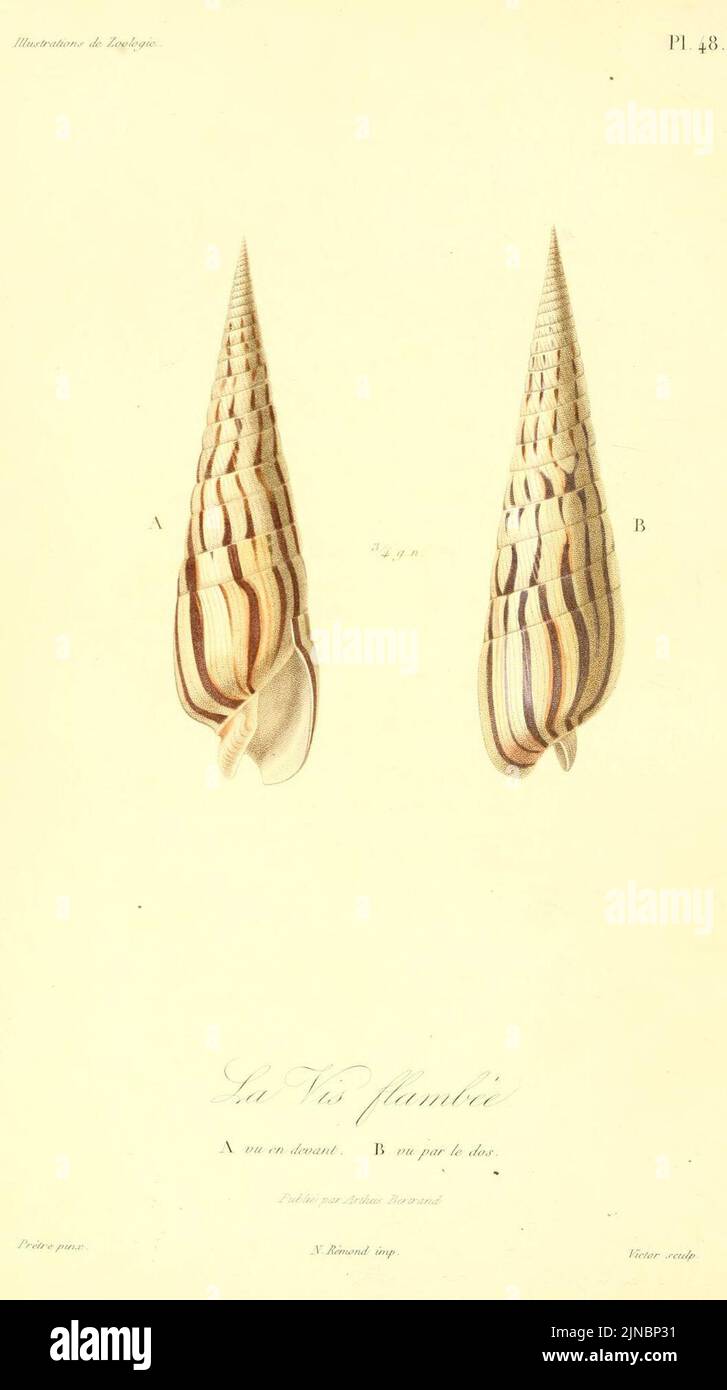 Terebra taurina 1831 Stock Photo
