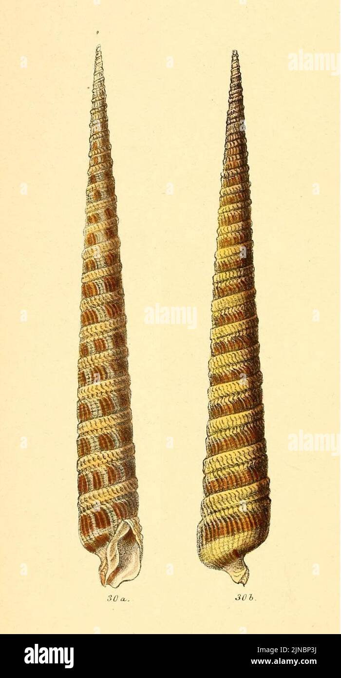 Terebra pretiosa from Conchologia Iconica v.12 (Reeve, 1860) Stock Photo