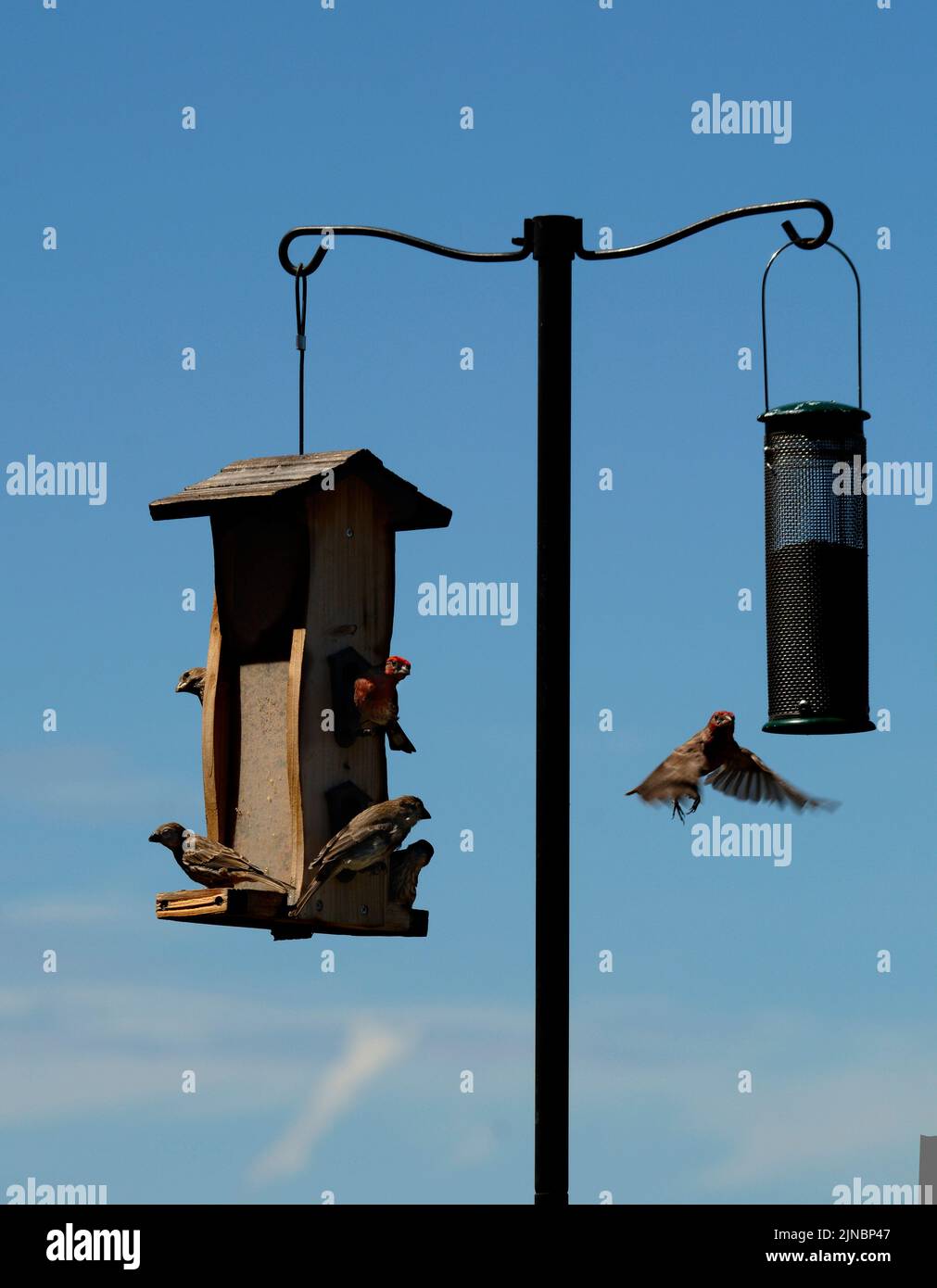 House finches (Haemorhous Mexicanus) visit a backyard bird feeder in Santa Fe, New Mexico. Stock Photo