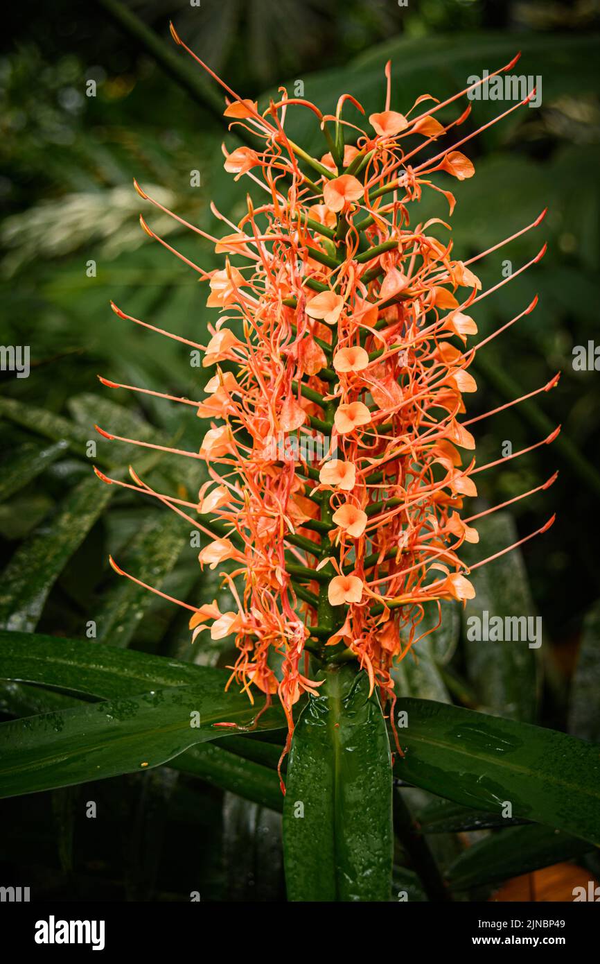 Orange Scarlet Ginger flower in Costa Rica Stock Photo Alamy