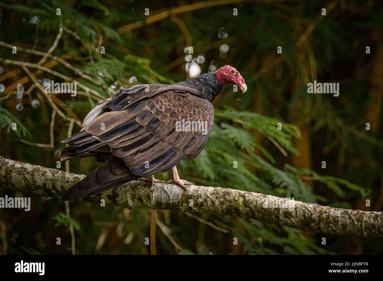 Turkey vulture in Costa Rica forest Stock Photo Alamy