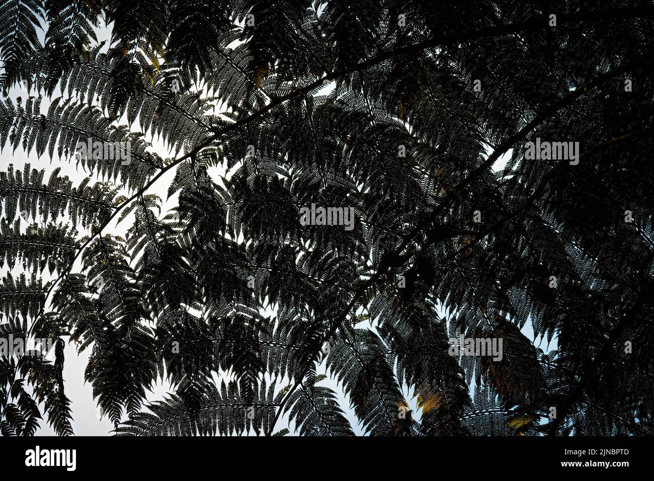 Rain forest canopy trees hi-res stock photography and images - Alamy