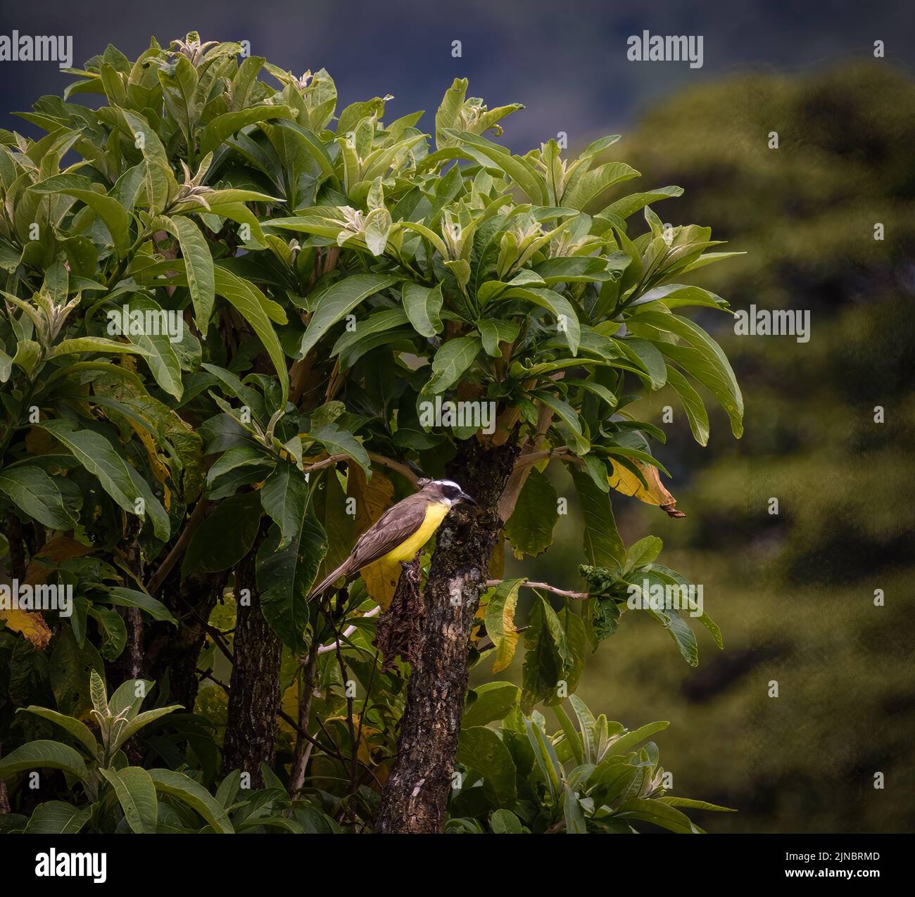 Yellowbellied Flycatcher in Costa Rica Stock Photo Alamy