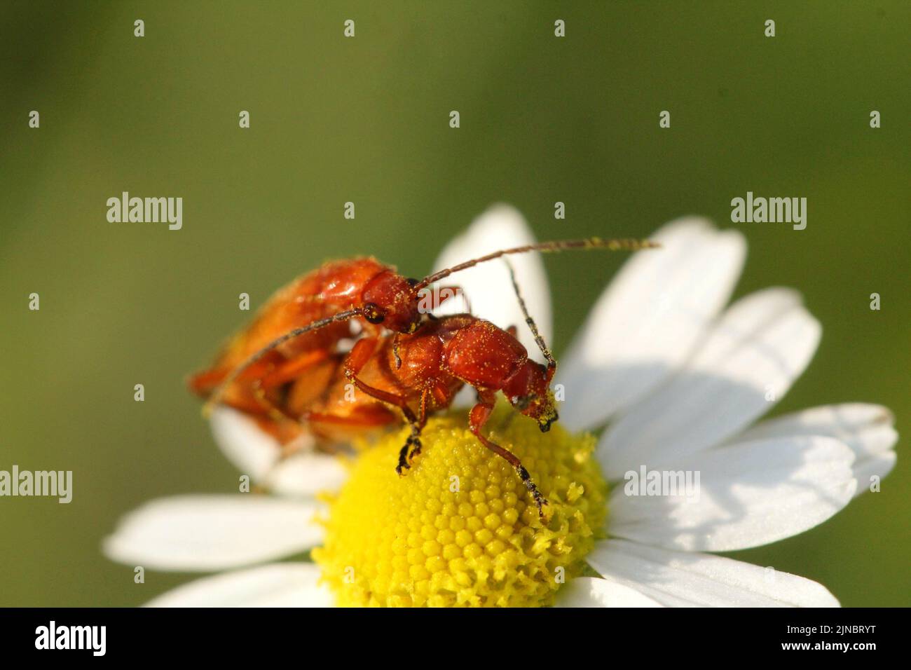 A closeup shot of red ants mating on chamomile in a blur Stock Photo