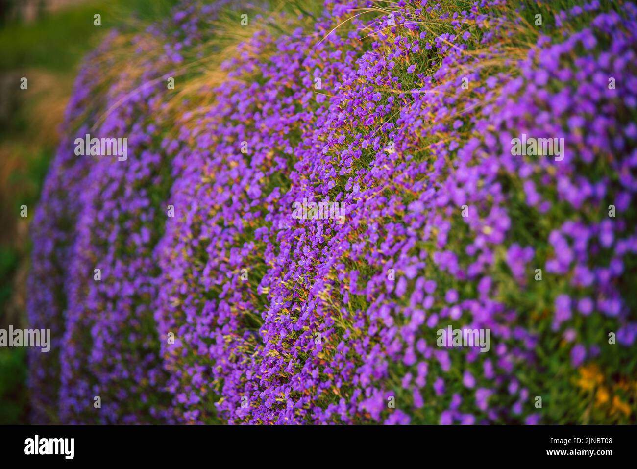 Selective color shot hi-res stock photography and images - Alamy