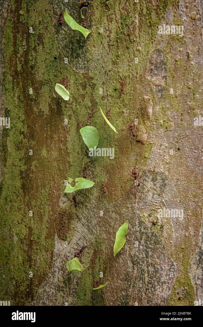 Leaf cutter ants Stock Photo Alamy