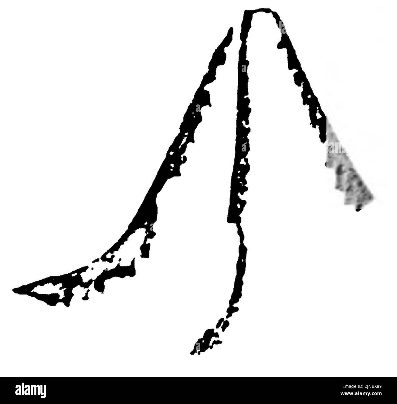 Tetragraptus fruticosus (J. Hall Stock Photo - Alamy