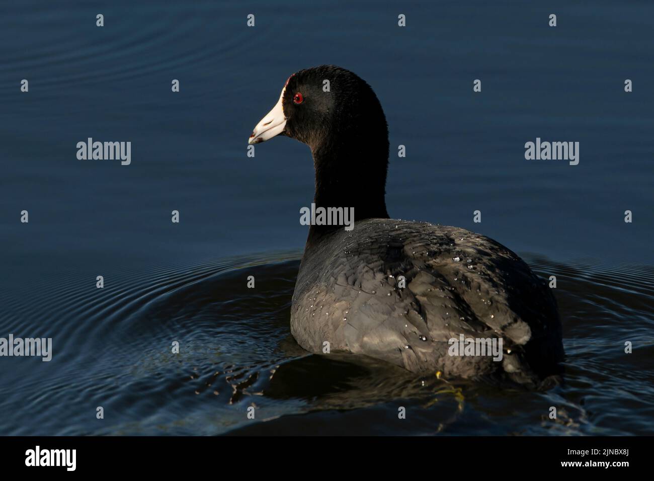 American Coot Stock Photo
