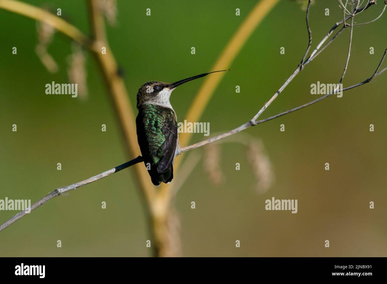 Black-chinned Hummingbird Stock Photo