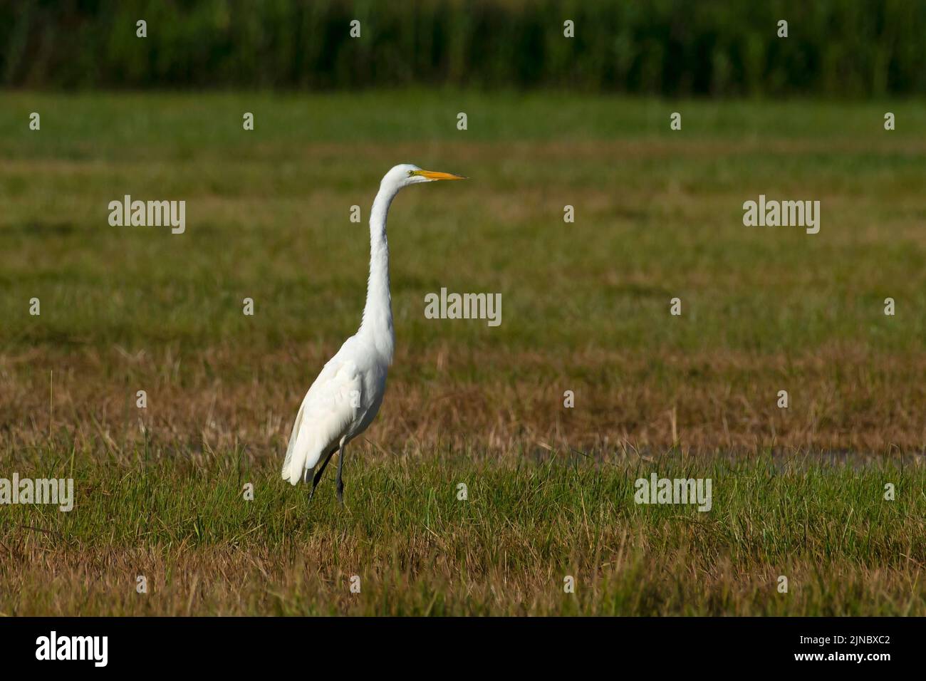 Great Egret in Eagle Island State Park Idaho Stock Photo