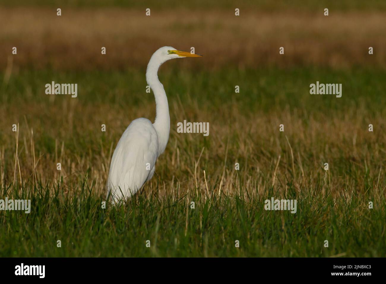 Great Egret in Eagle Island State Park Idaho Stock Photo