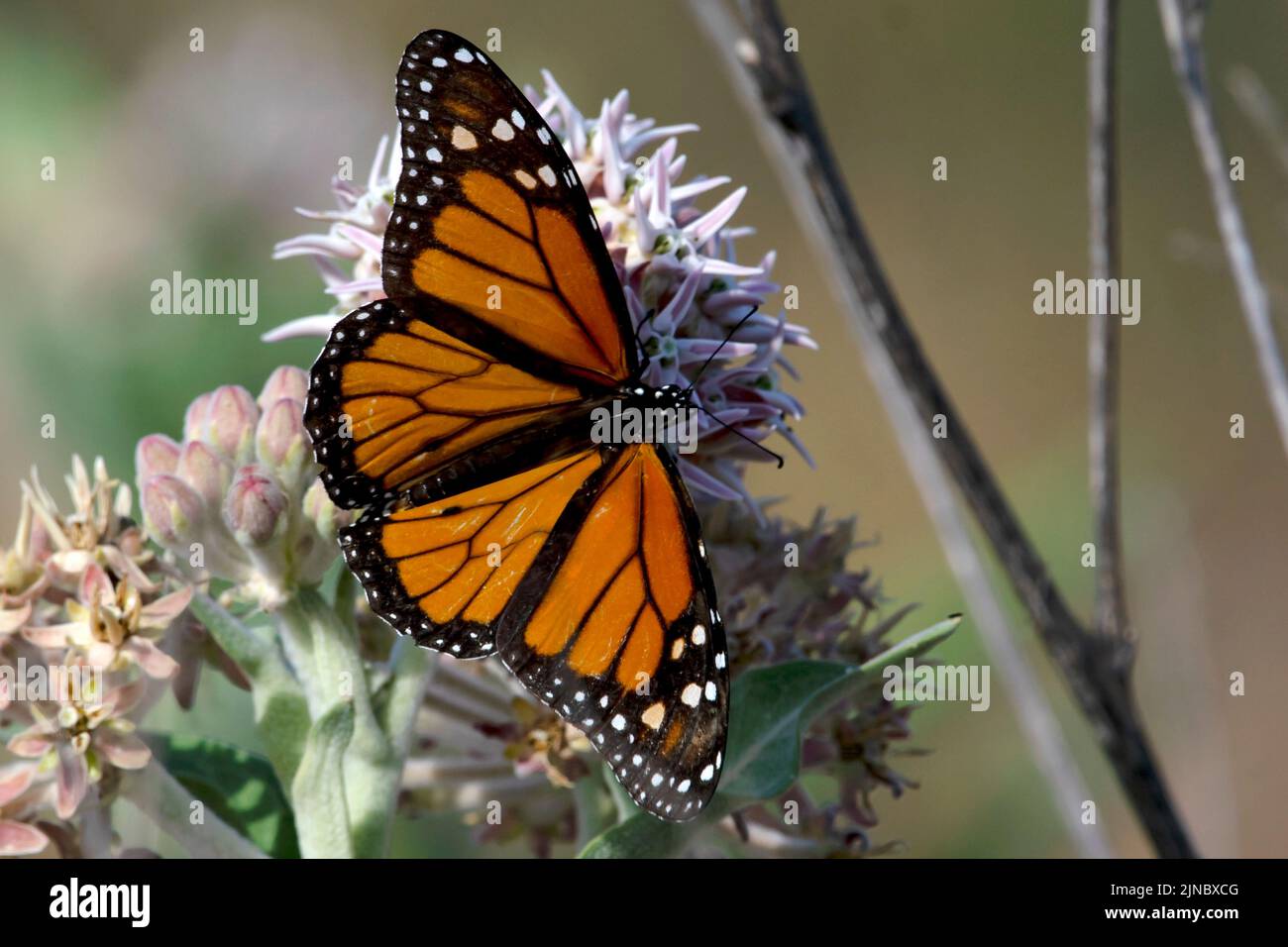 2022 Monarch butterly in Eagle Island State Park Stock Photo