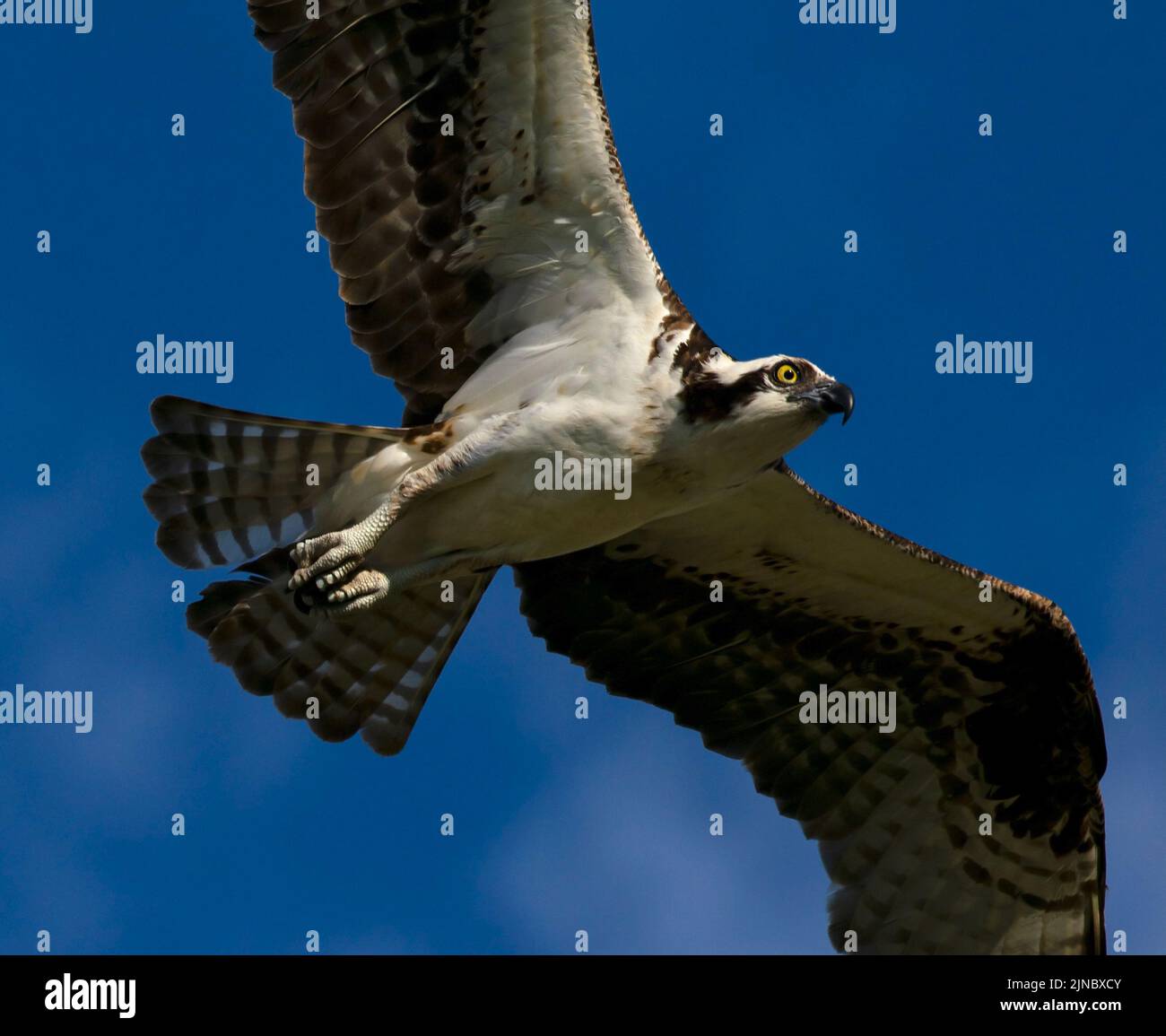 Osprey (Pandion haliaetus) close up in flight in Eagle Island State