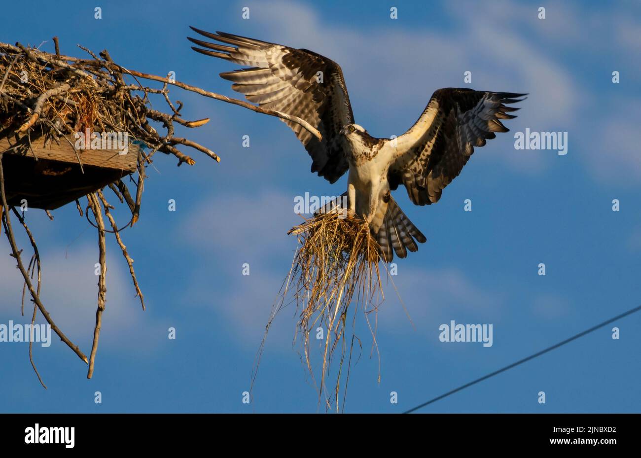 Osprey with nesting material Stock Photo