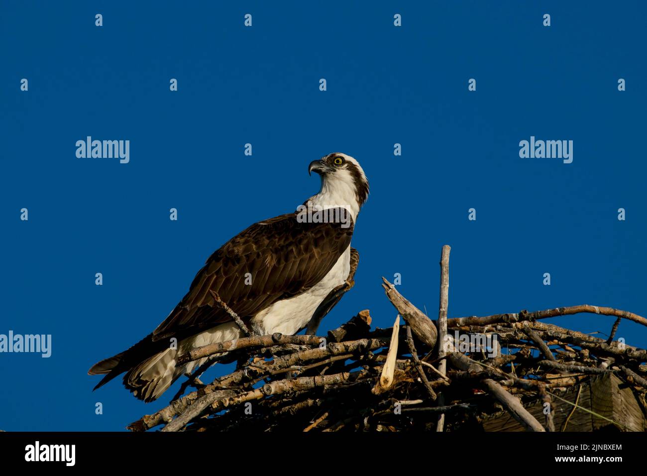 Idaho's Osprey Nest: A Campground Where Eagles Soar and Memories Take Flight