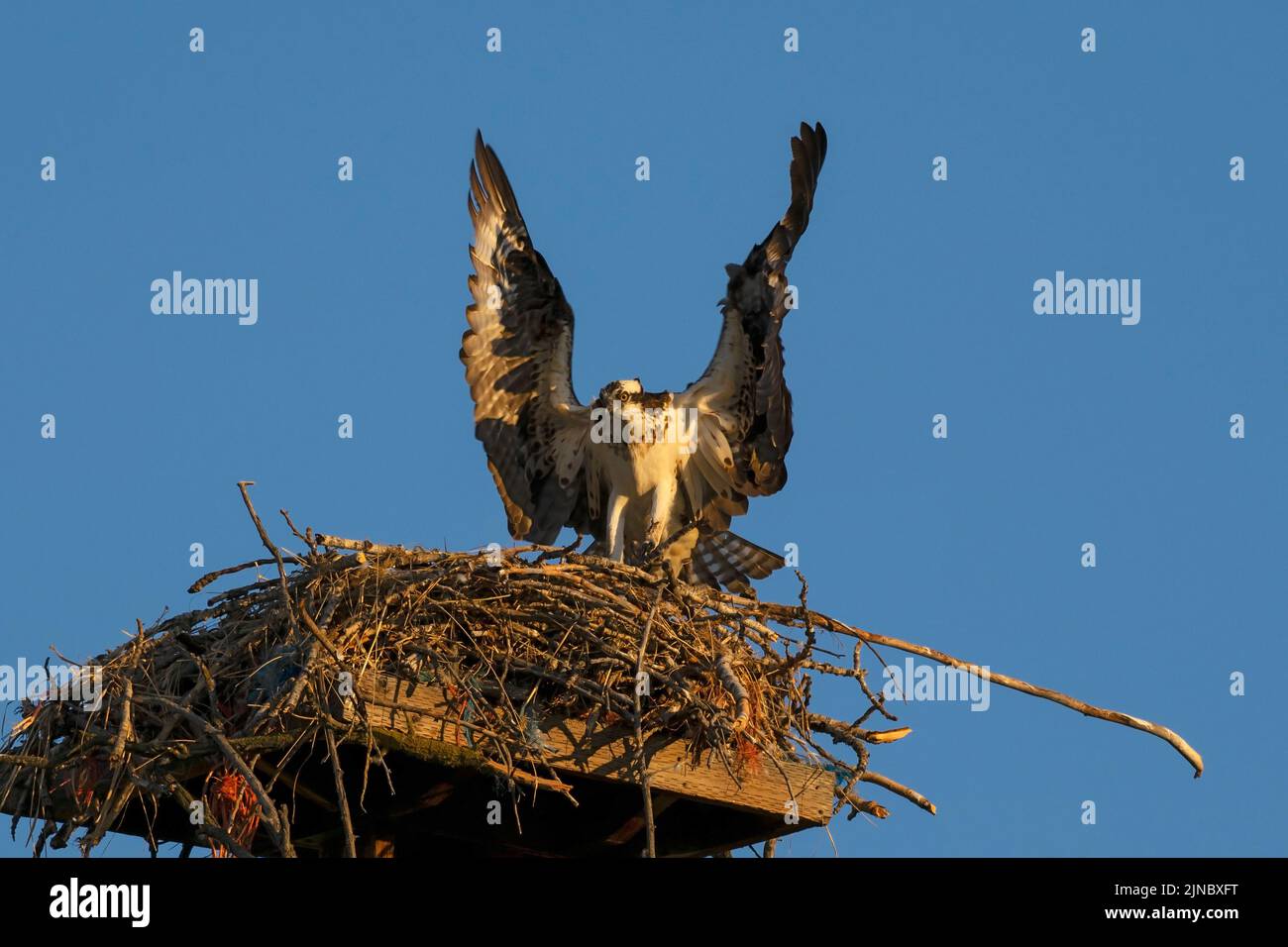 Idaho’s Osprey Nest: A Campground Where Eagles Soar And Memories Take Flight