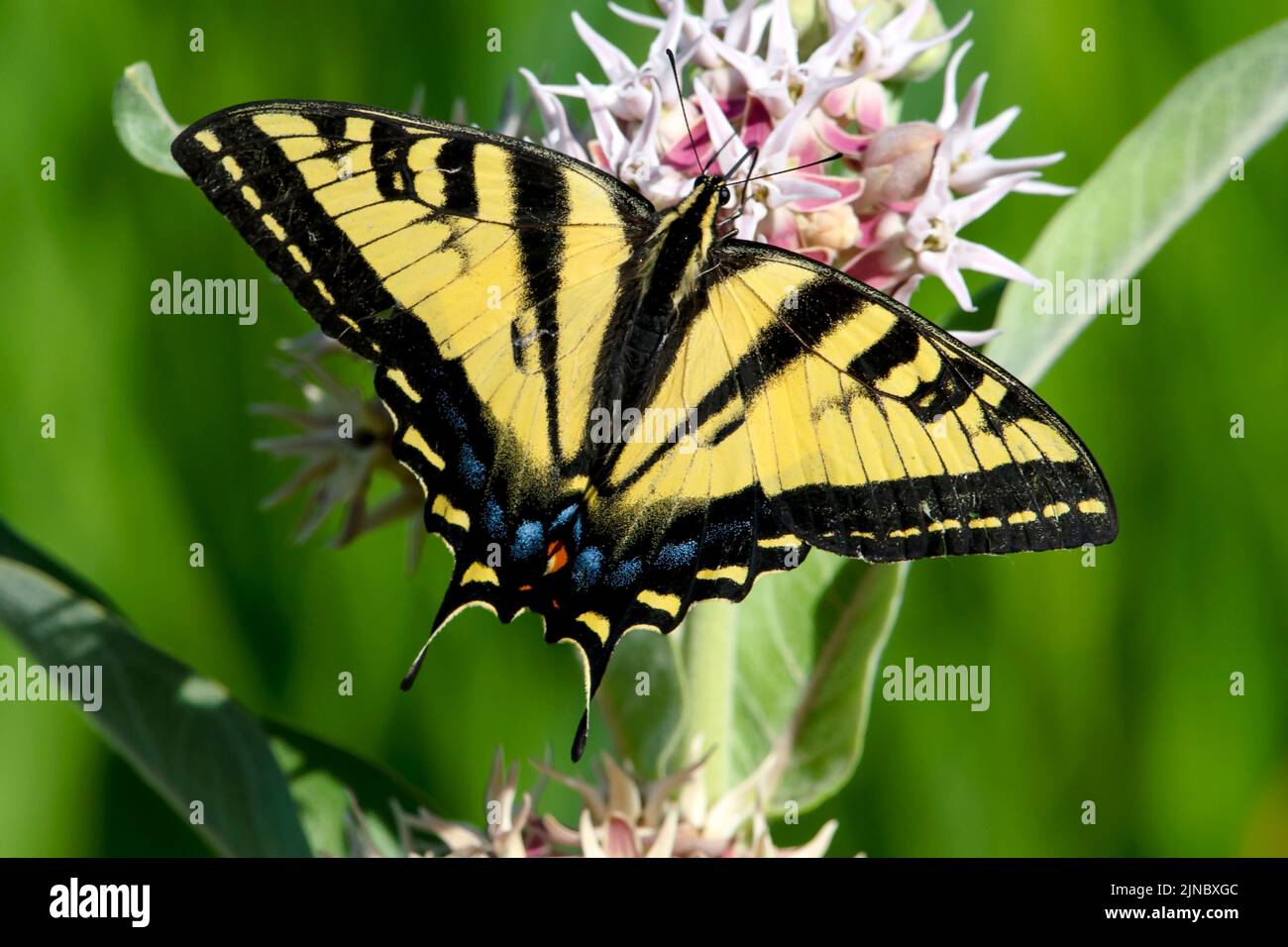 Western Tiger Swallowtail on Showy Milkweed Stock Photo