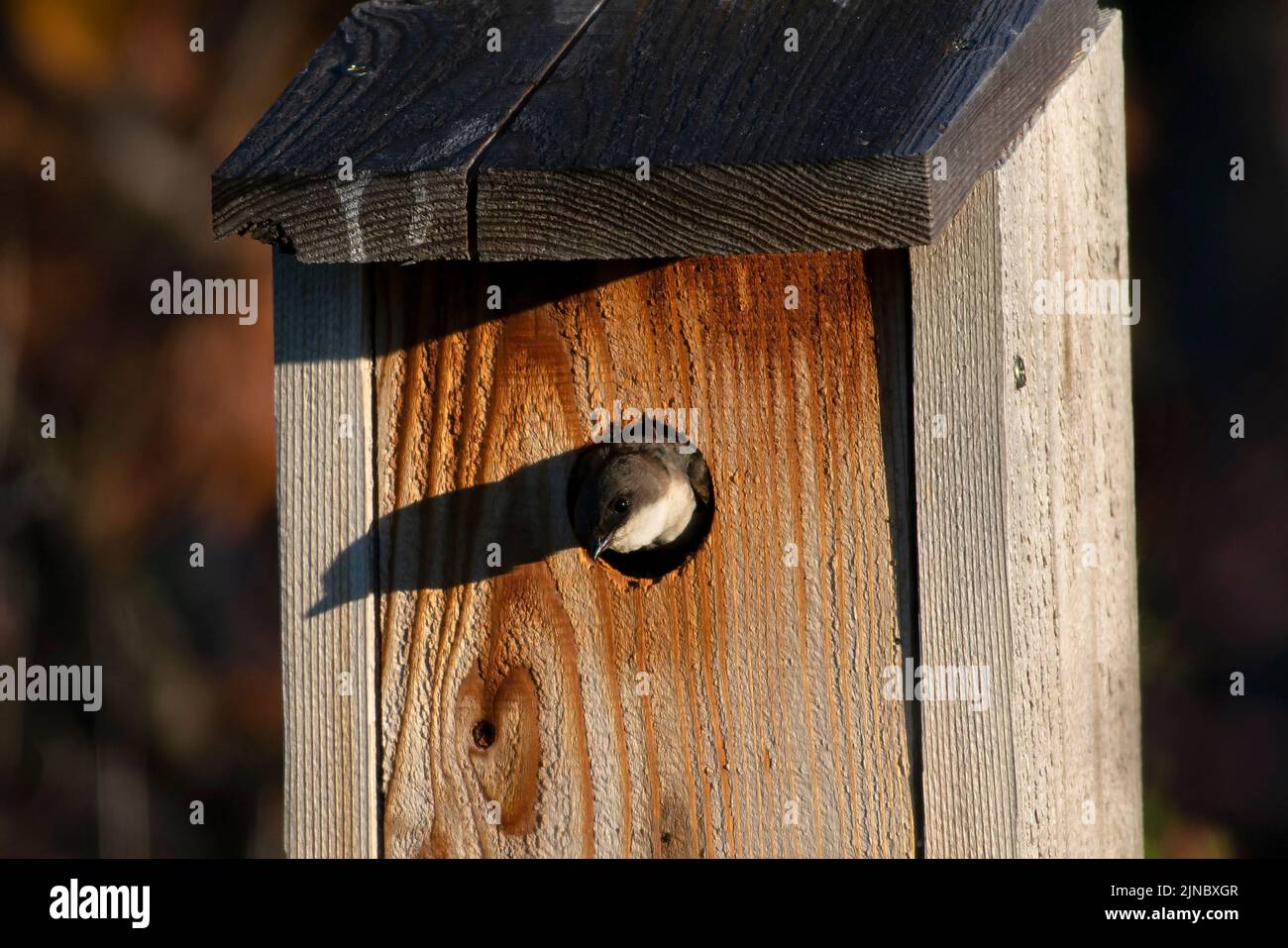 Female Tree Swallow in nest box Stock Photo