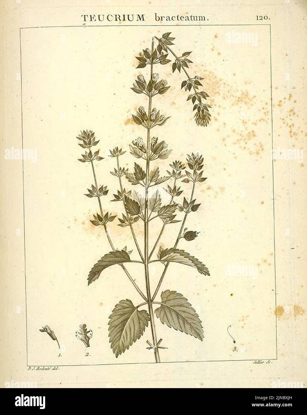 Teucrium bracteatum Desfontaines 1798 Stock Photo