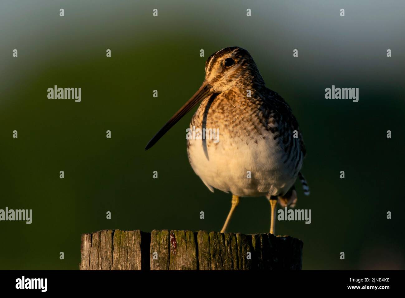 Wilson's Snipe in Eagle Island State Park Stock Photo