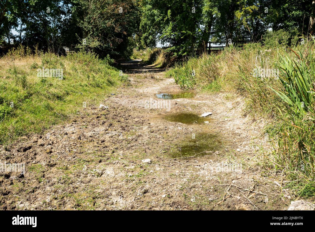 River Thames in Gloucestershire and Wiltshire run dry, in places just a few pools of water left. The heat from the intense sun has caused the River Thames to dry up. In places nature has started to reclaim the dry river bed.  The River Thames between Ewen and Ashton Keynes, 14  images available. Credit: Stephen Bell/Alamy Stock Photo