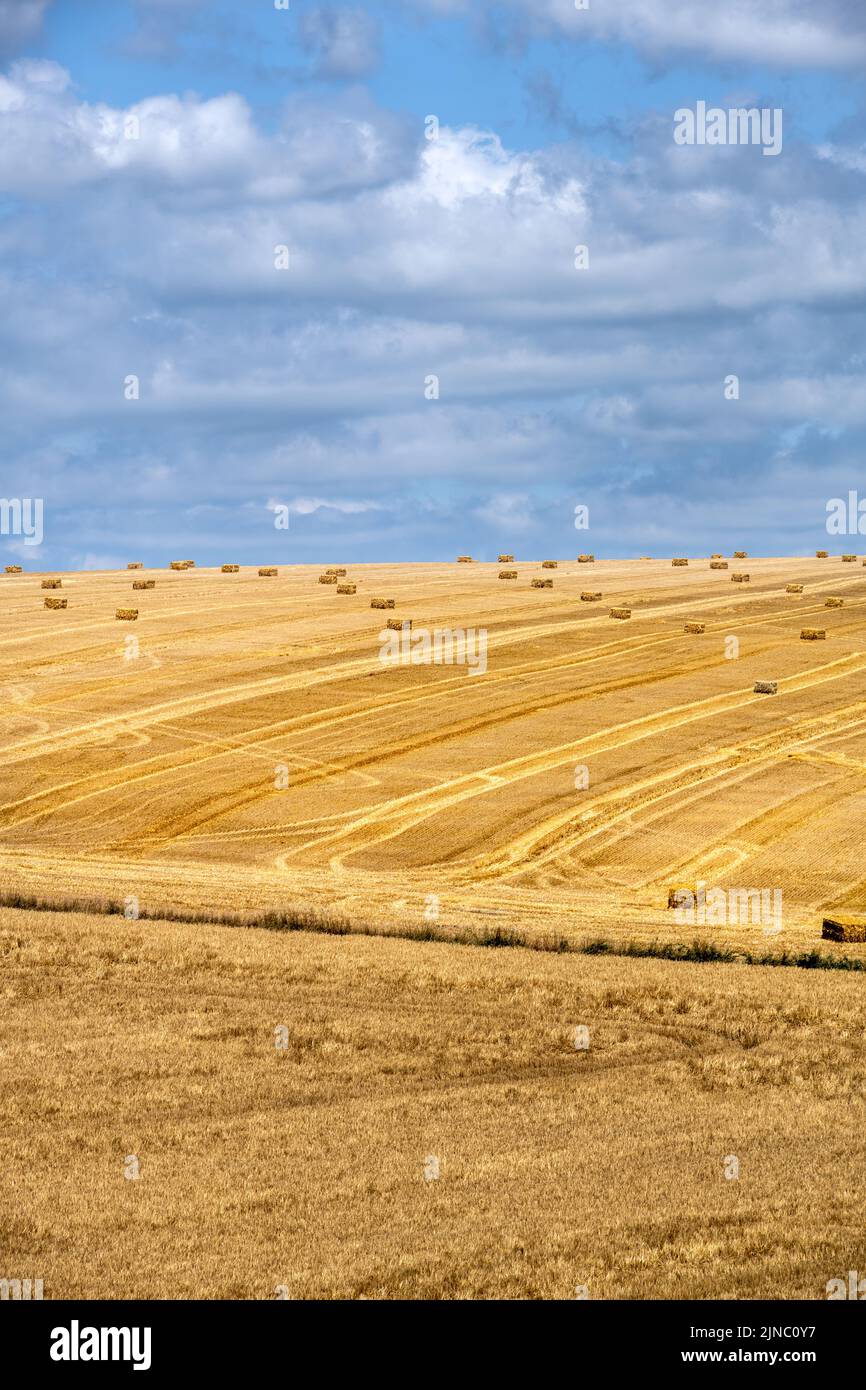 View of a cereal field with square straw bales in the South Downs