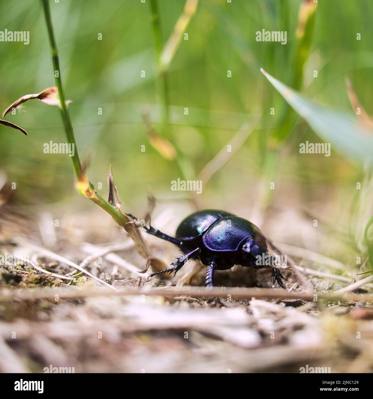 A closeup shot of a tiny spring dor beetle on the ground between grass Stock Photo