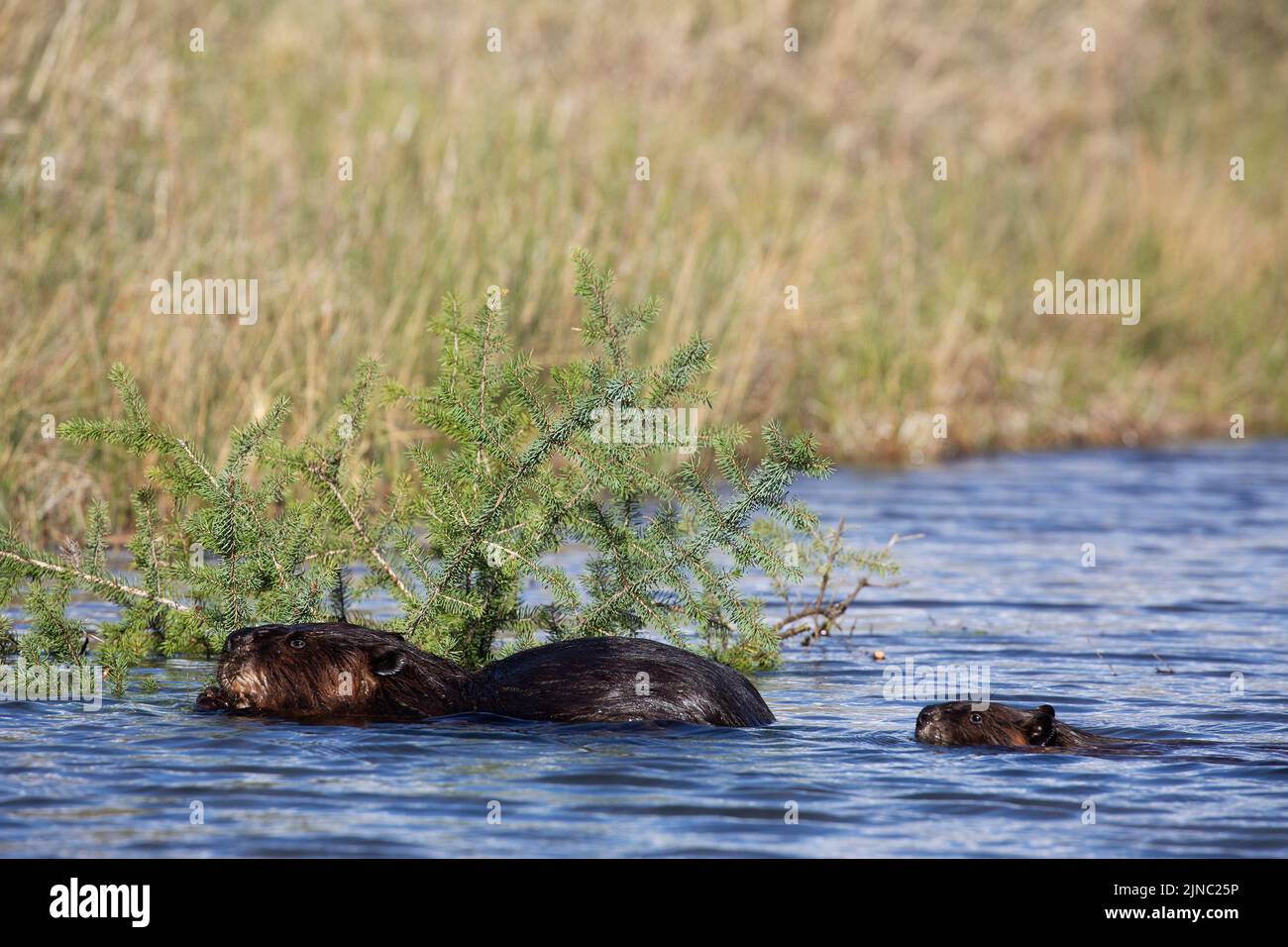 North American beaver family, parent animal with baby, eating a white spruce tree branch at water's edge. Castor canadensis, Picea glauca Stock Photo