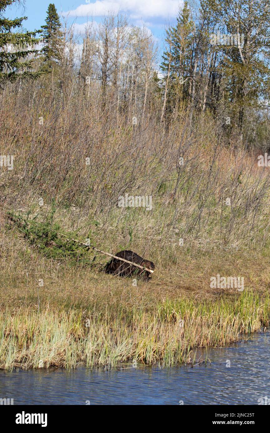 Beaver carrying a newly cut white spruce tree sapling from land to the water in a mixed forest, Alberta, Canada. Castor canadensis, Picea glauca Stock Photo