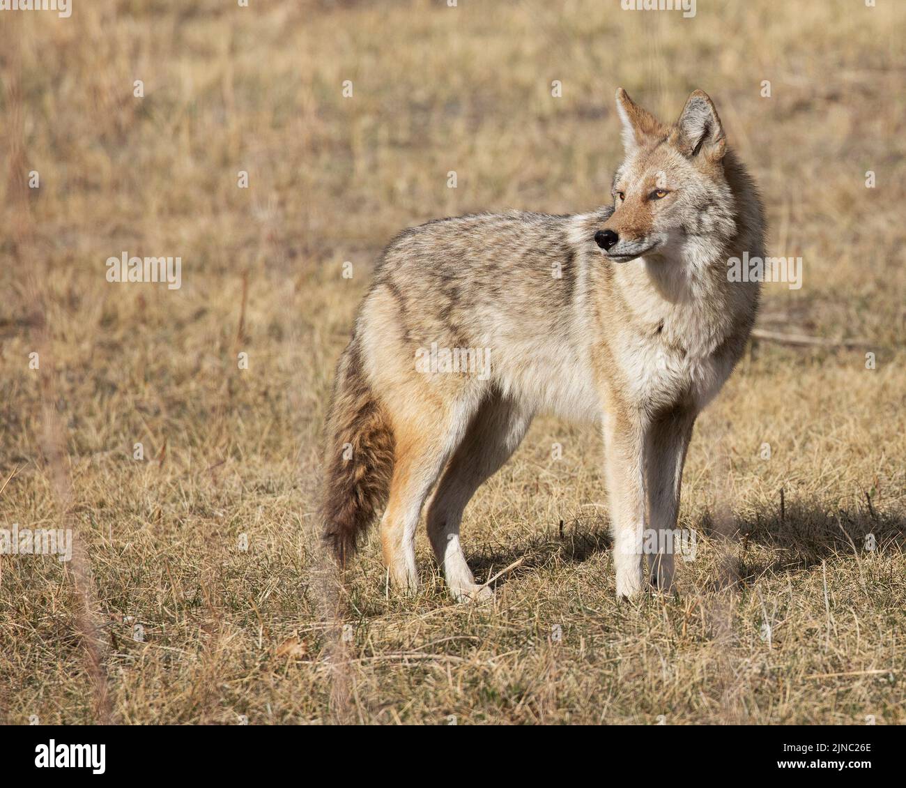 Coyote in a city park, Calgary, Alberta, Canada. Canis latrans Stock Photo