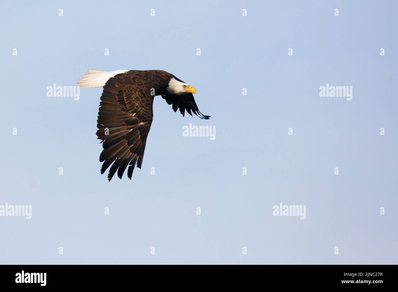 Bald Eagle adult bird flying in blue sky, Calgary, Alberta, Canada. Haliaeetus leucocephalus Stock Photo