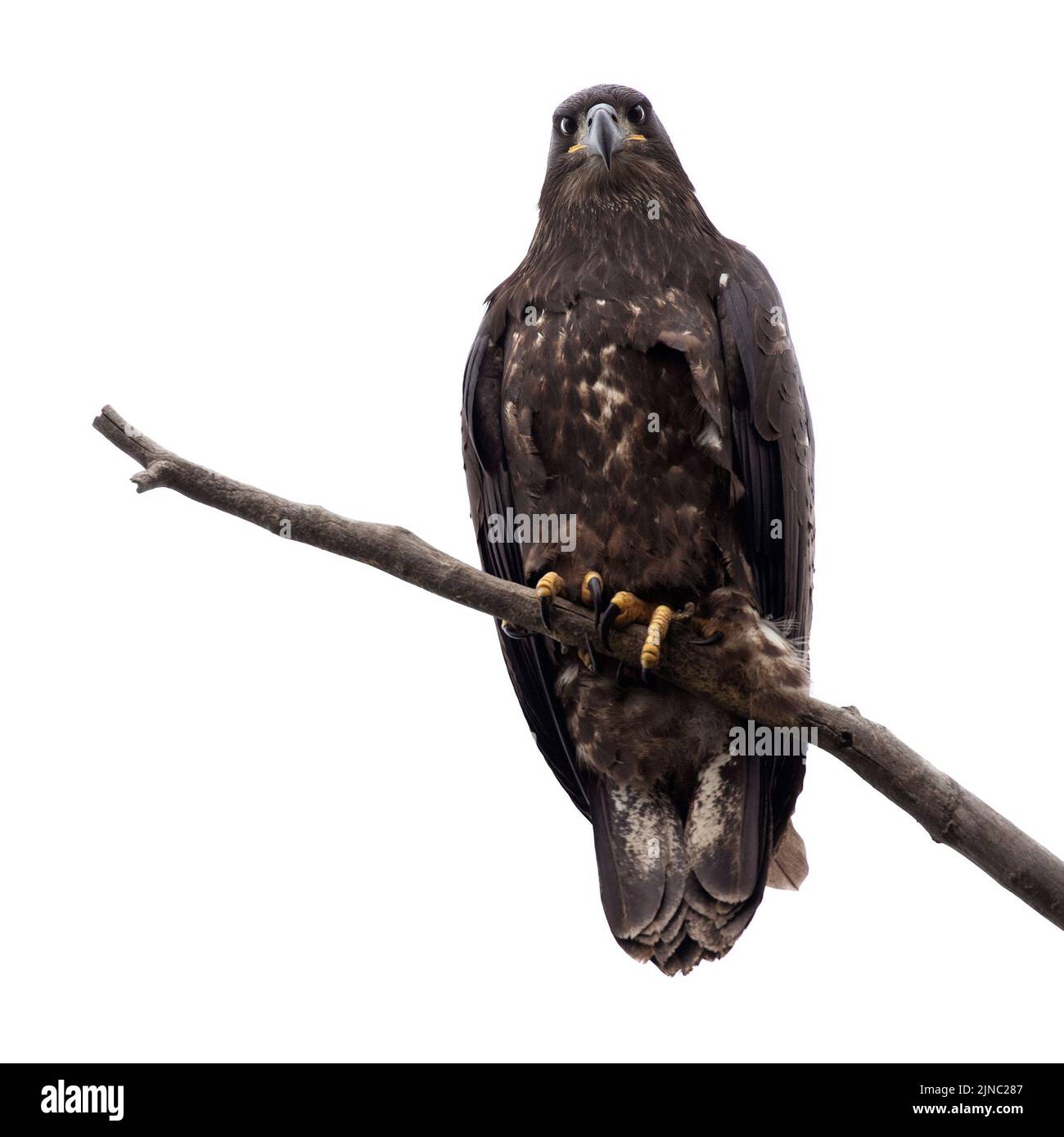Young Bald Eagle fledgling perched on a tree branch in Calgary, Alberta, Canada. The bird is a few months old. Haliaeetus leucocephalus. Stock Photo
