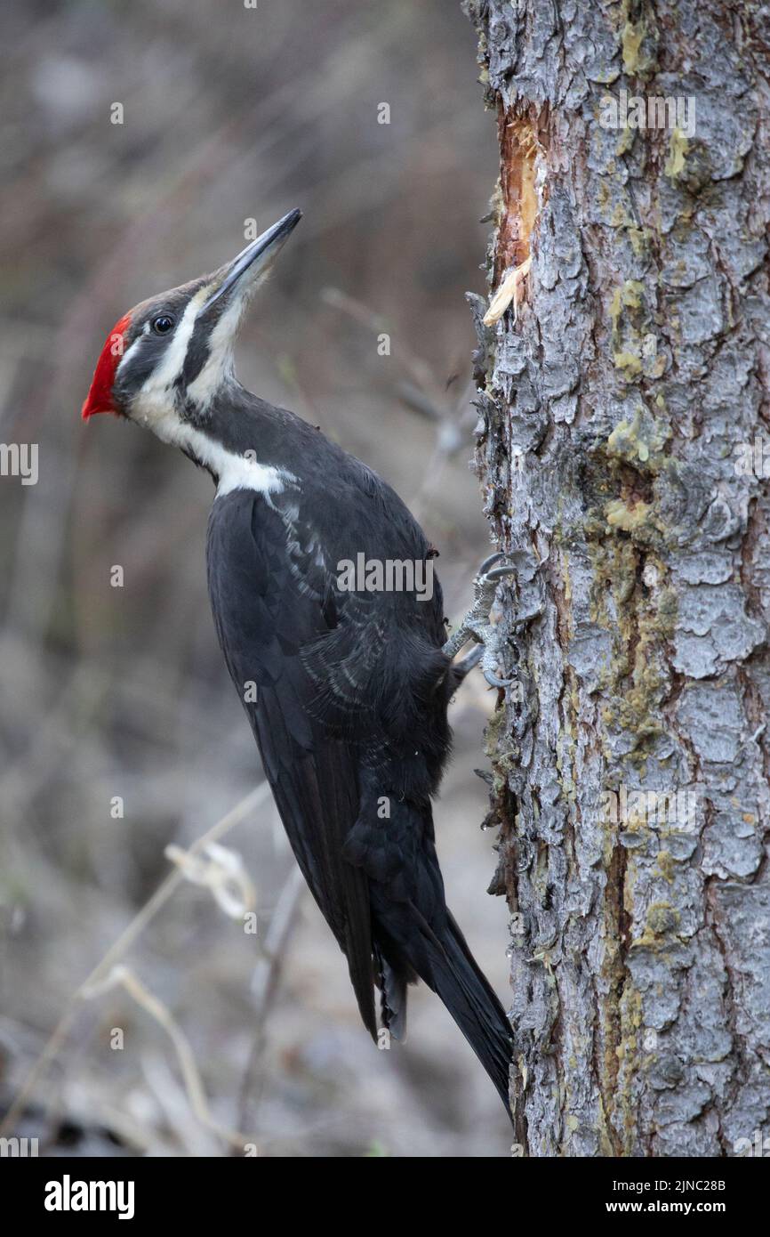 Pileated Woodpecker female male bird pecking a hole in a White Spruce tree in forest. Dryocopus pileatus, Picea glauca Stock Photo