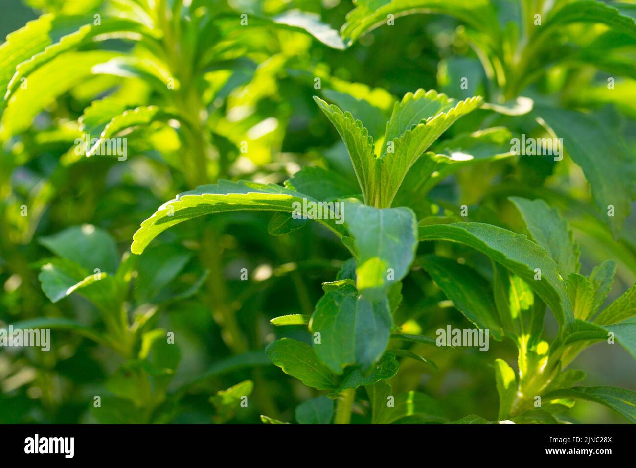 Stevia green closeup natural sweetener.Stevia plants.Stevia