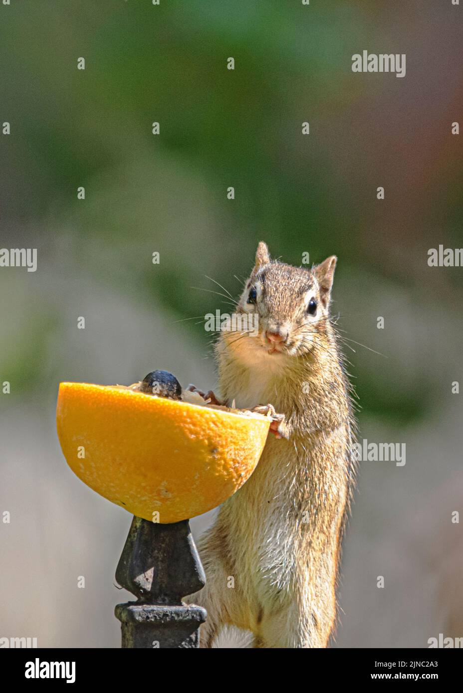 Thye cutest chipmunk eating oranges and looking into camera. Stock Photo