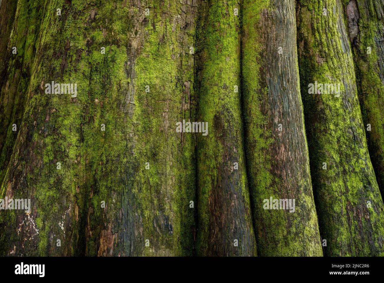 Close Up of Bright Green Moss On Bald Cypress Trees in Congaree National Park Stock Photo