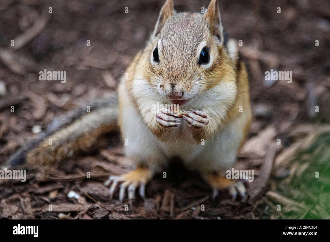 Thye cutest chipmunk eating oranges and looking into camera. Stock Photo